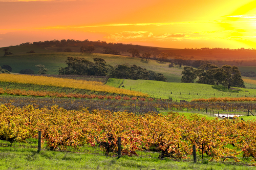 Rolling vineyards under the Australian sun, capturing the essence of the Barossa Valley, renowned globally for its premium Shiraz and exquisite wines.