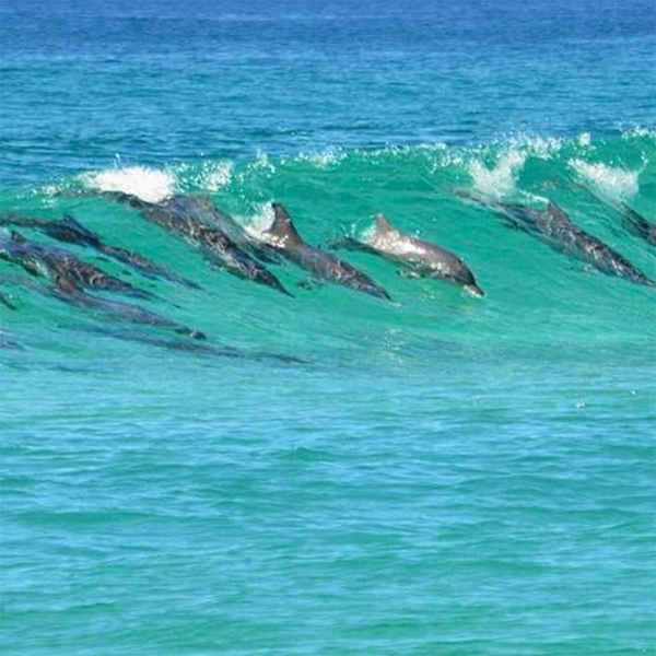 Byron Bay offers a unique spectacle where dolphins often surf the waves alongside humans. This extraordinary interaction between wildlife and surfers adds a magical dimension to the already vibrant surfing scene at this renowned coastal destination.