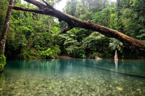 The lush, green expanse of the Daintree Rainforest, one of Earth's oldest rainforests, with its dense canopy, exotic wildlife, and verdant undergrowth, showcasing the forest's ancient and thriving ecosystem