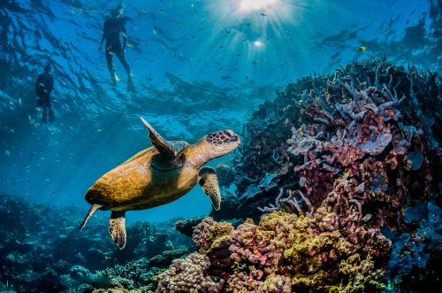 A mesmerising underwater view of the Great Barrier Reef, revealing a vibrant mosaic of coral gardens teeming with diverse marine life, epitomising the beauty of the world's largest coral reef system. 