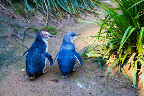 The charming sight of little penguins waddling along the beach at Phillip Island, a nightly spectacle that draws visitors to witness these adorable birds in their natural habitat. 