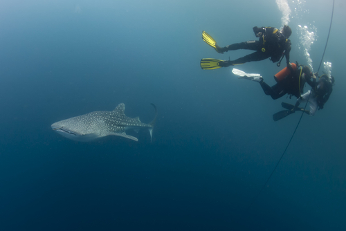 An awe-inspiring moment at Ningaloo Reef, capturing a diver swimming alongside a gentle giant whale shark, highlighting the unique and exhilarating encounters this World Heritage site offers.