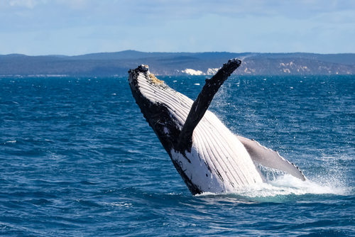 A captivating scene at Hervey Bay, featuring the majestic humpback whales breaching near the surface, a testament to the area's status as a premier destination for close encounters with these gentle giants of the ocean