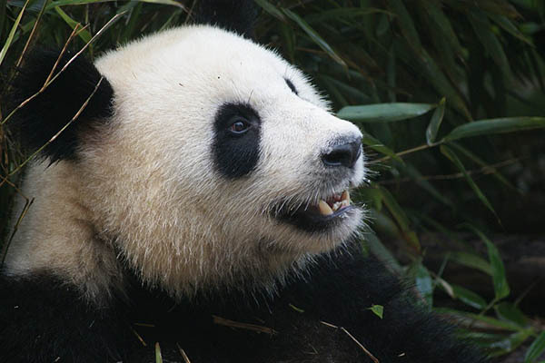 Google Panda is back out of the cage