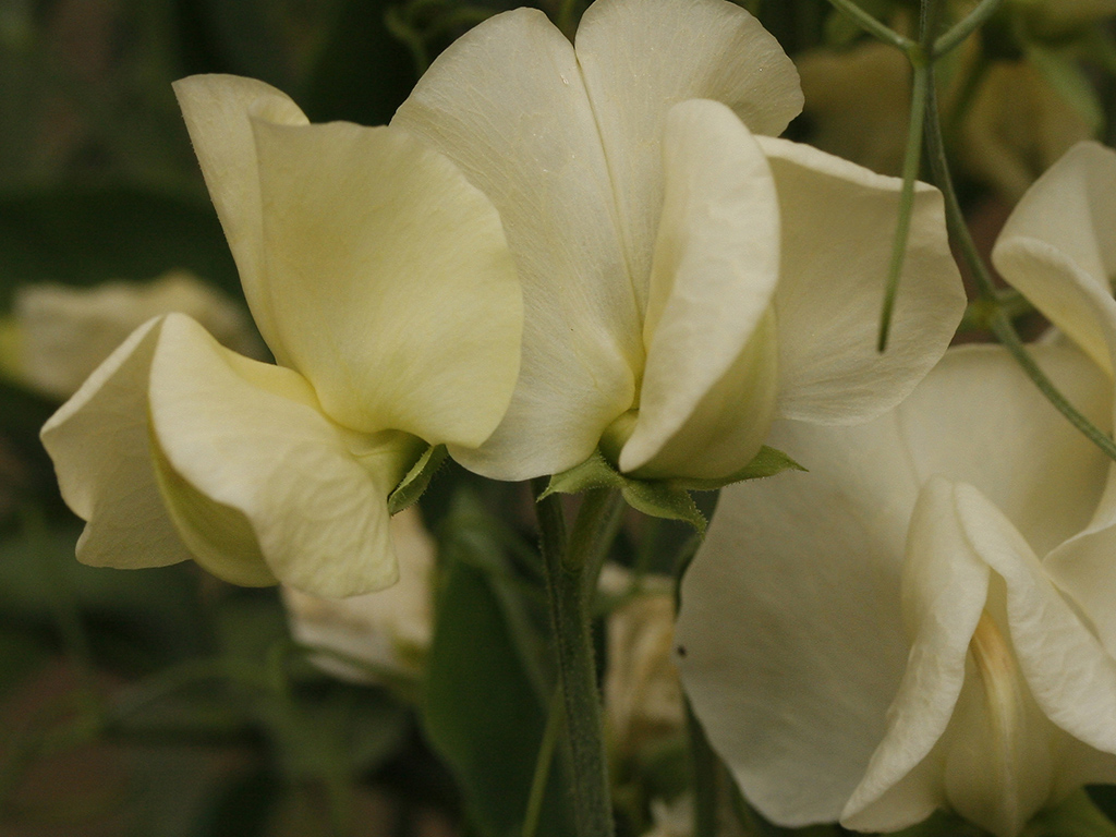 Primrose