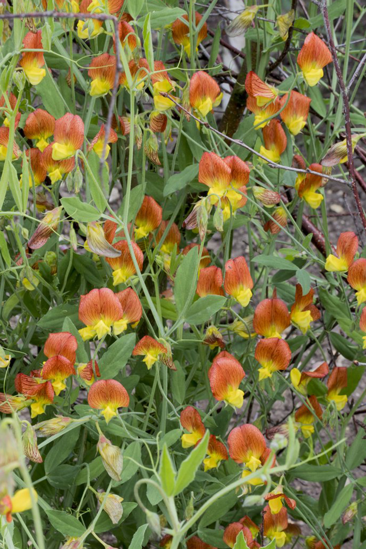 Lathyrus belinensis