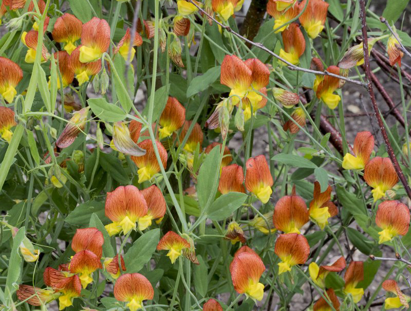 Lathyrus belinensis