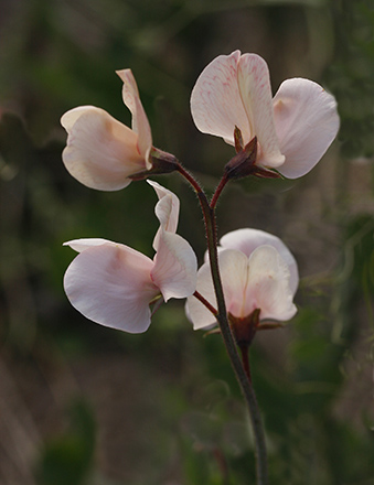 Shell Pink