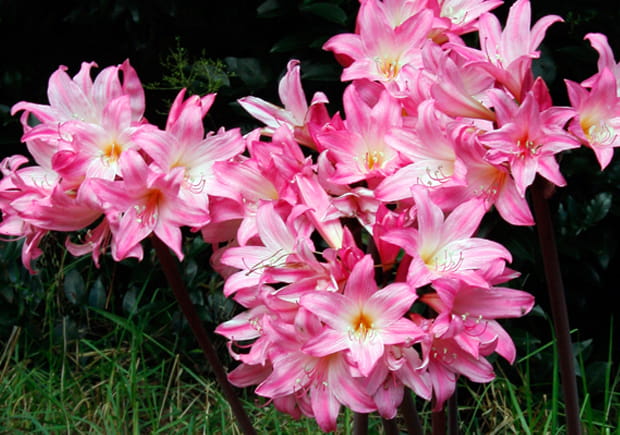 amaryllis belladonna