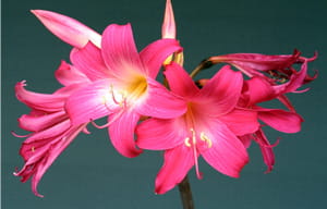 clivias