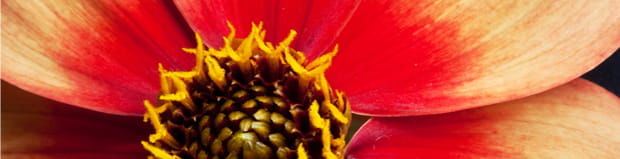 a dahlia flower