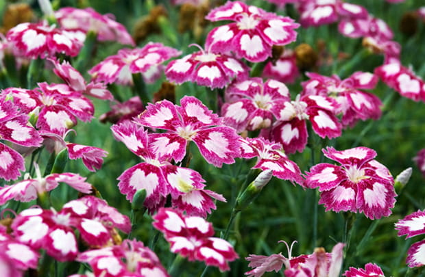 dianthas flower heads