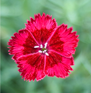 Dianthus