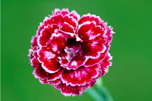 Dianthus