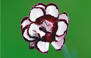 Dianthus