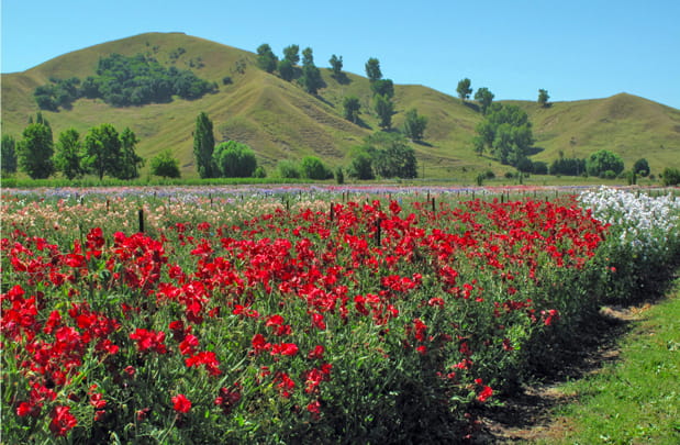 field of sweetpeas