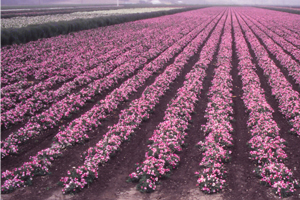 field of sweetpeas