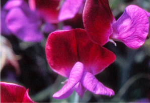 field of sweetpeas