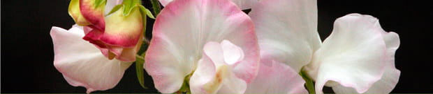 sweetpeas flowers