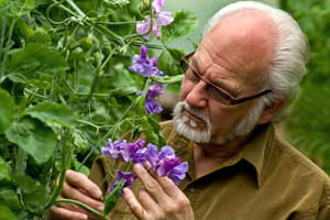 Cultivar breeder Keith Hammett with sweetpea