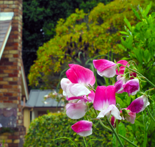 sweet peas