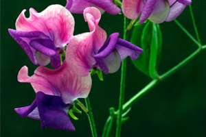 seeds for sale image of Sweet Pea flowers