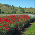 Cultivared sweet peas