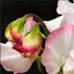 Cultivared sweet peas