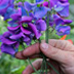 Cultivared sweet peas