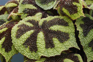 Begonia