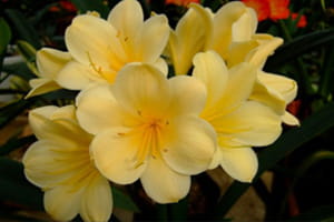Clivia