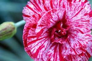 cultivar-4