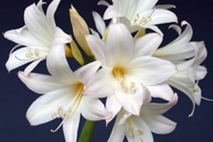 cultivar-5