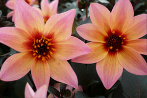 Dahlias