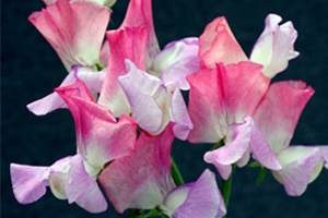 sweet peas