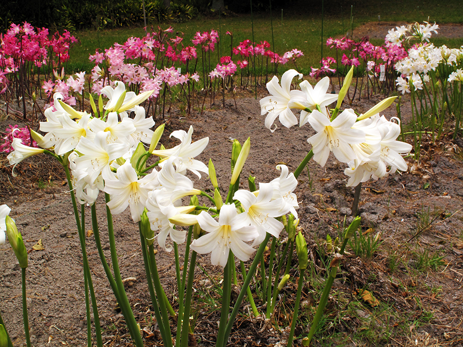 Amaryllis belladonna seeds from Dr Keith Hammett