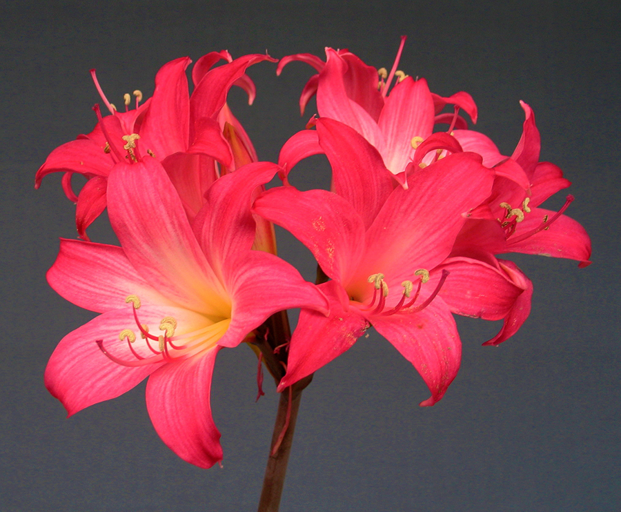 Pink Amaryllis
