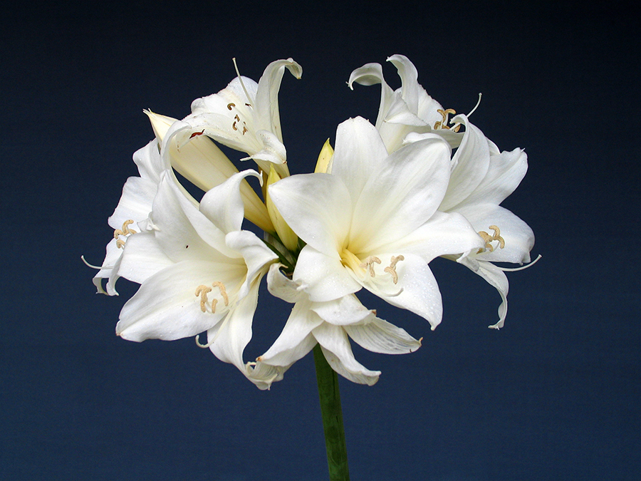 White Amaryllis