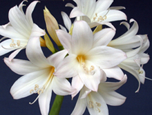 Amaryllis
