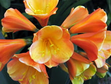 Clivias