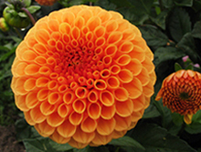 Dahlias