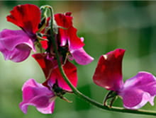 Sweetpeas