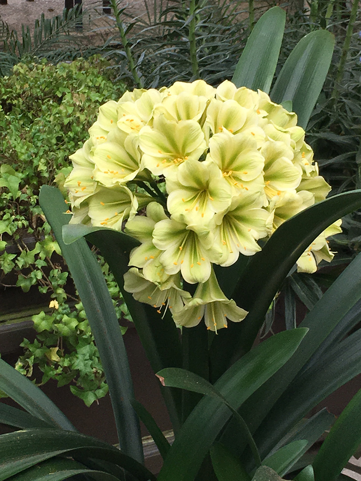 Clivia miniata 'Hirao'