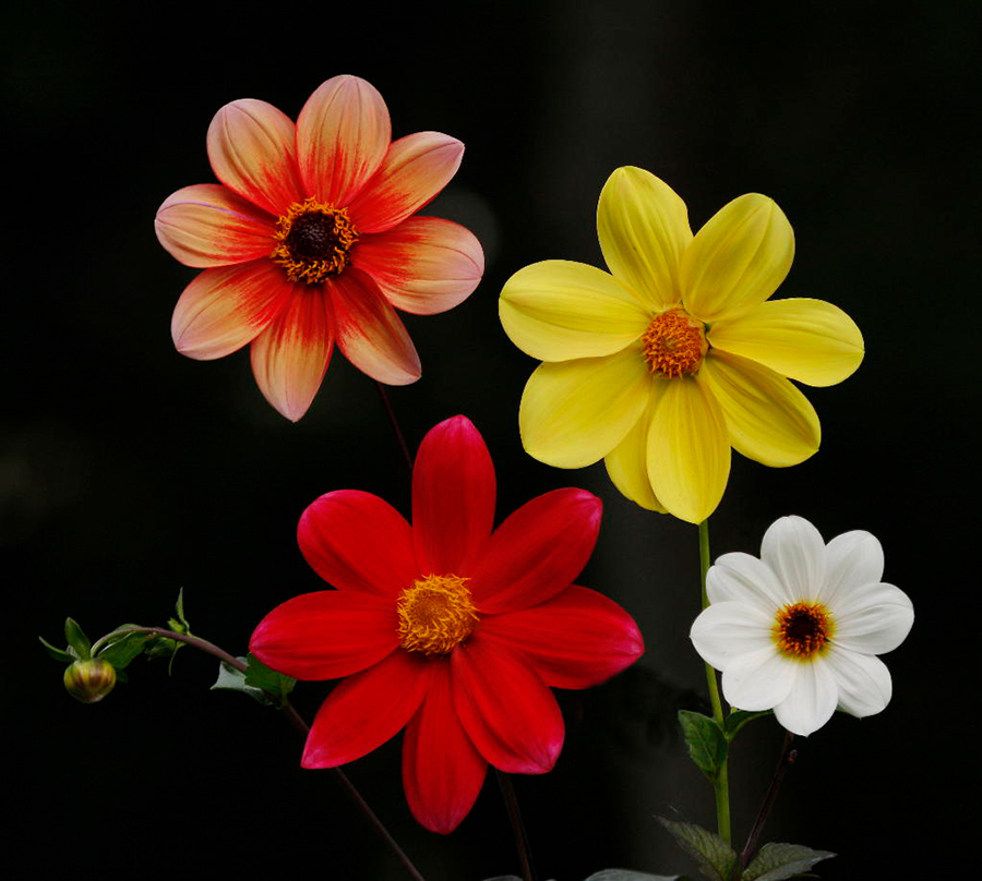 Dahlia Sunflowers