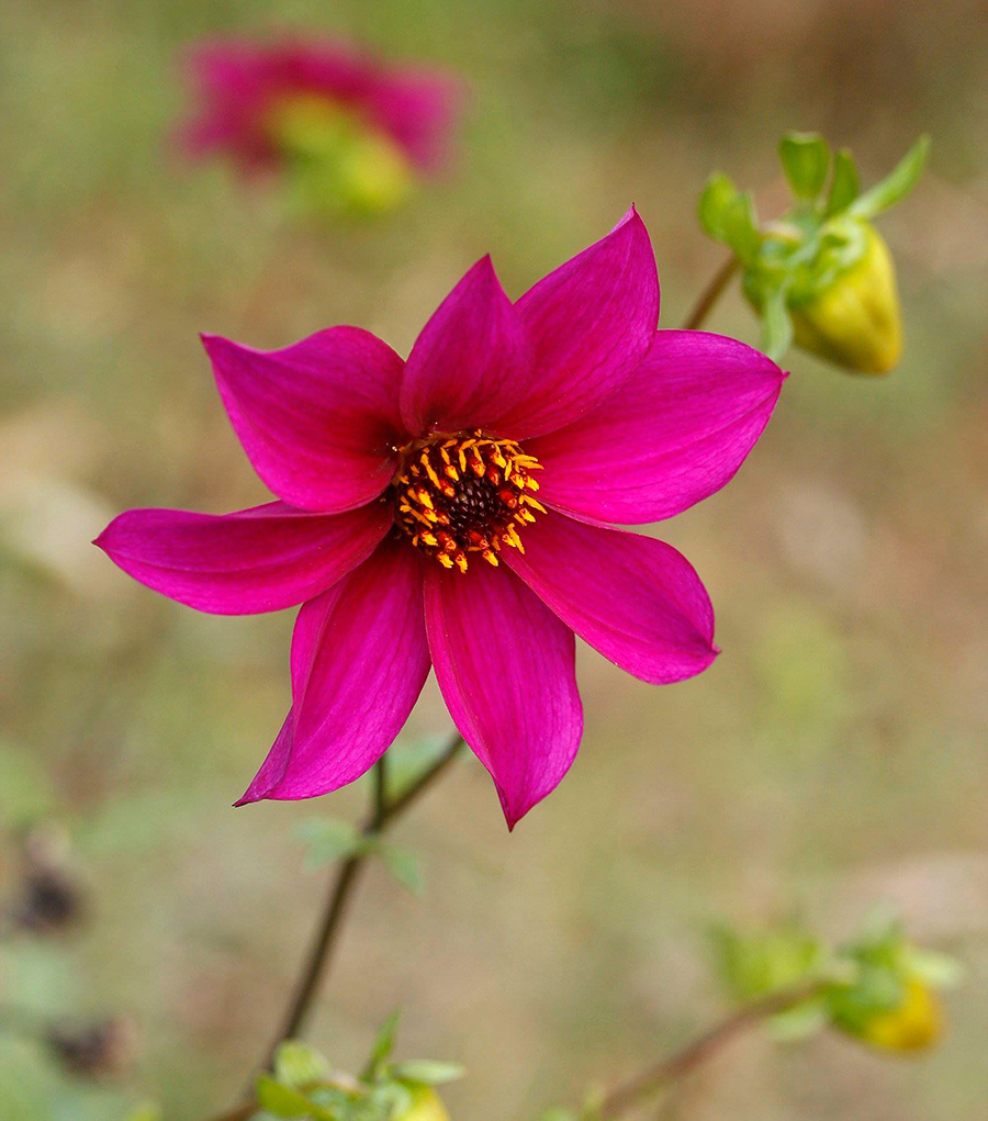 Beeline II Dahlia Seed