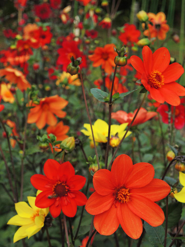 Beeline Dahlia Seed