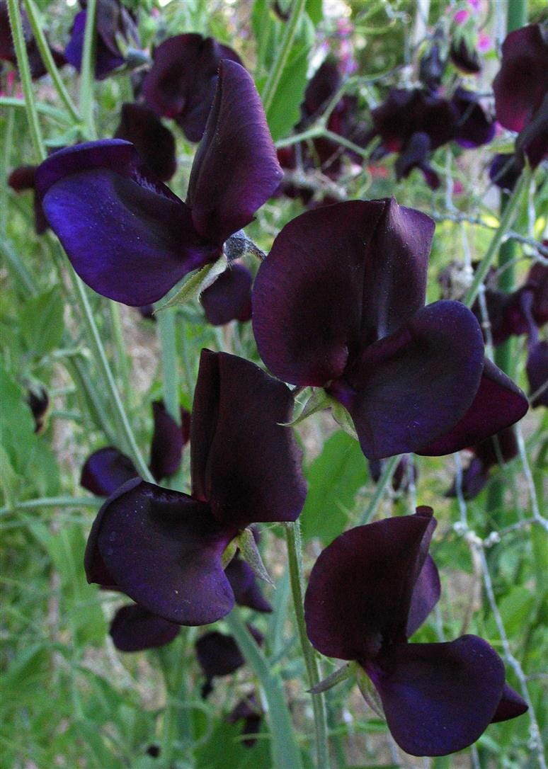 Almost Black