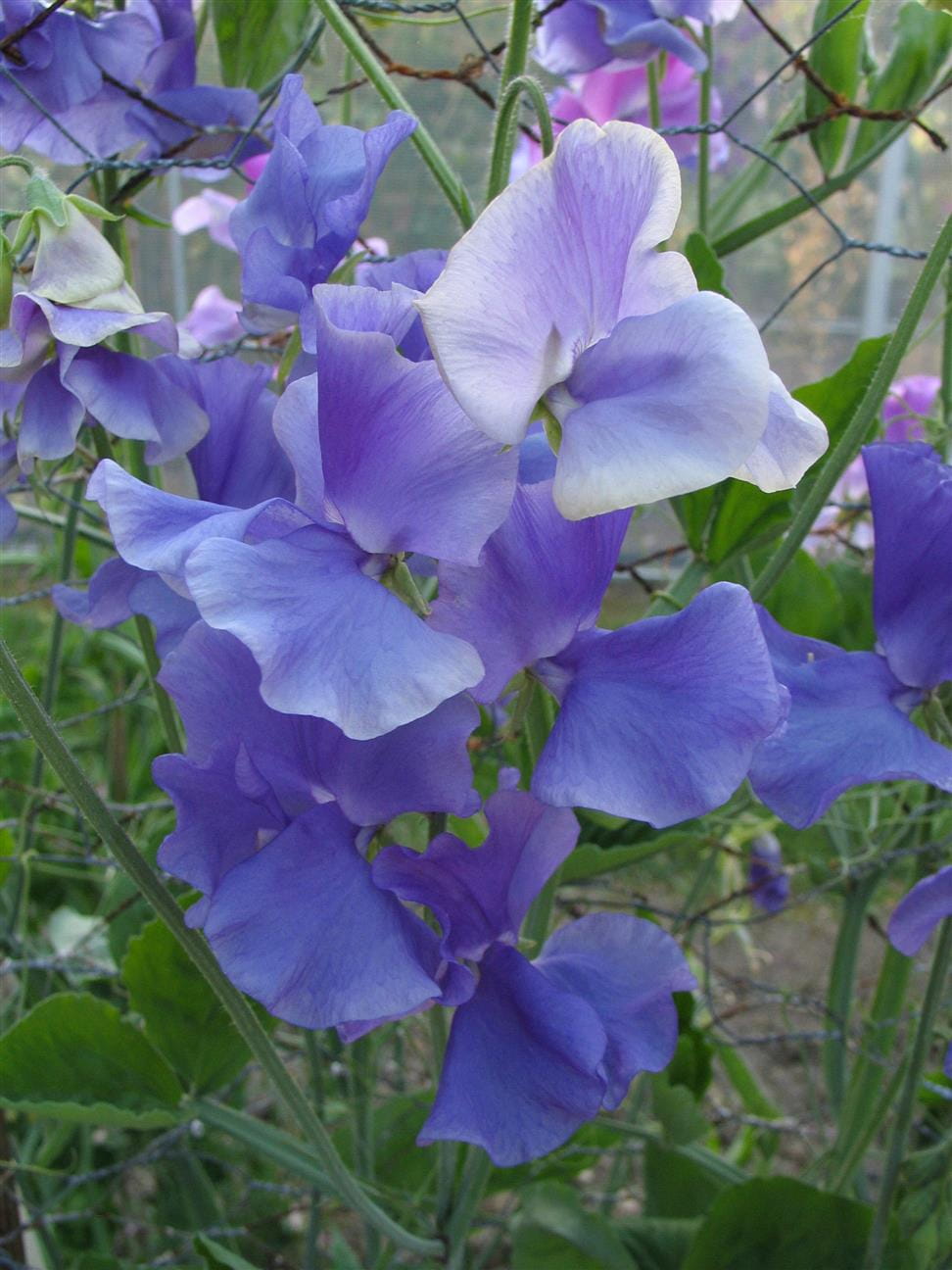 Big Blue