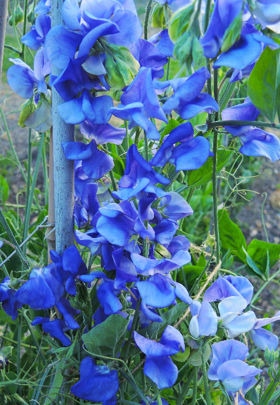 NZ Gardener