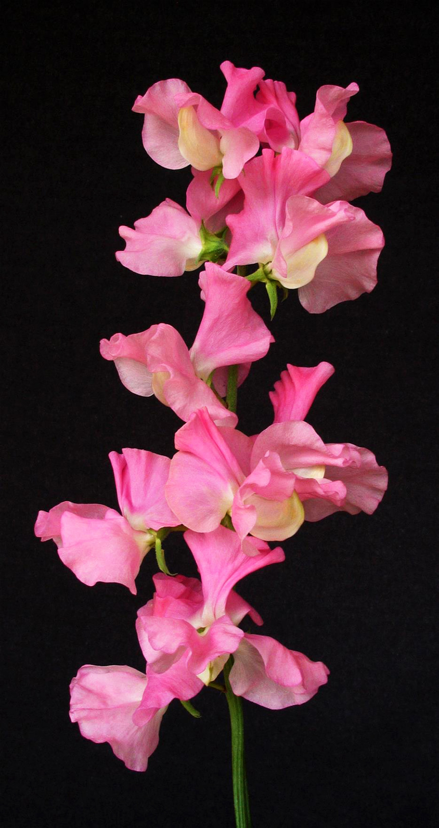 Pink Nines